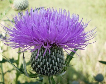 Thistle Bloom Greeting Card - Nature - Purple - Wildflower - Iowa Photography - Floral Photography Print -  Photography Cards