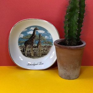 Blackpool Zoo - Souvenir Dish - Small Plate - 1960s - Giraffes - Falcon Ware - Trinket Dish - Decorative - Blackpool - England - Zoo Animals