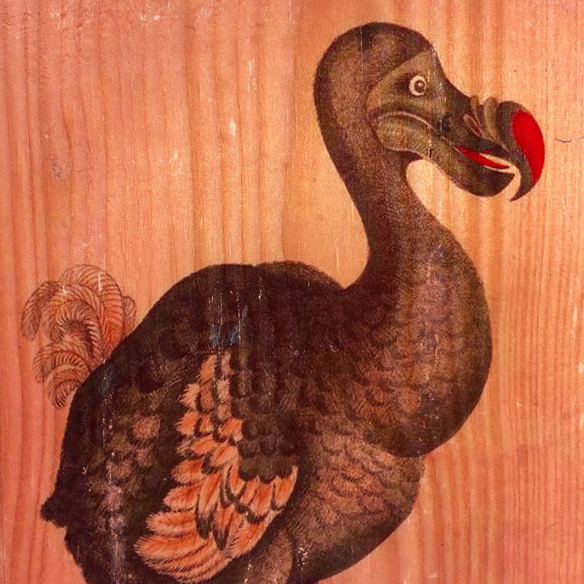 dodo bird images dodecahedron dodo bird images dodecahedron