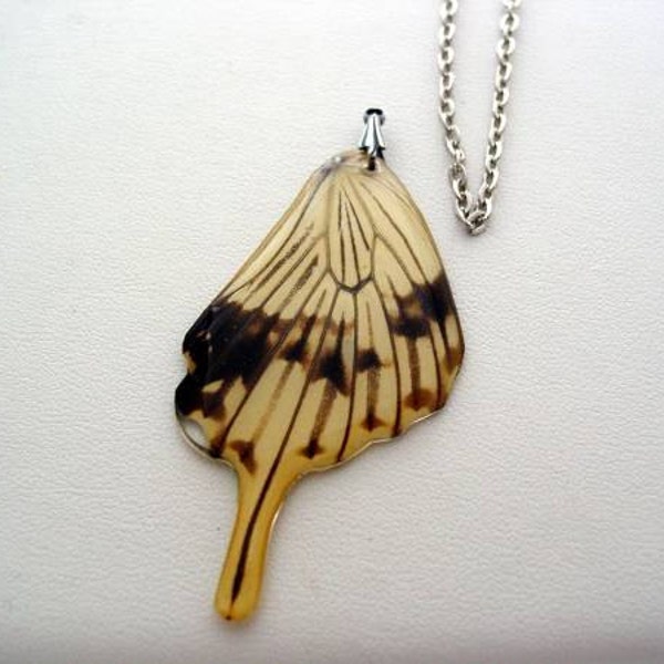 African Swallowtail Real Butterfly Wing Jewelry Nature Necklace #1 4BF