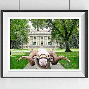 May include: A white ram with large horns stands in front of a large building with columns. The ram is wearing a green and yellow eye patch with the letters "CSU" on it. The building is surrounded by green trees and grass.