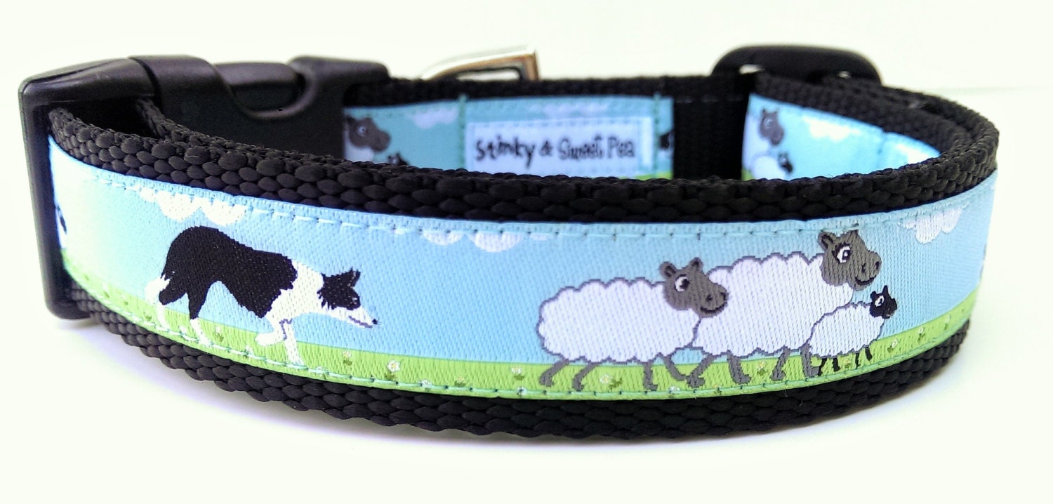 border collie accessories