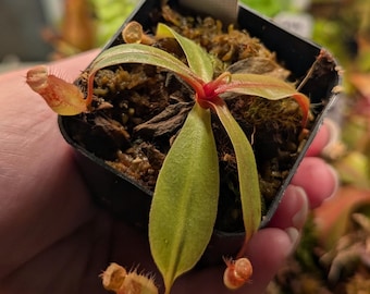 Carnivorous Tropical Pitcher Plant - Nepenthes Species - Nepenthes Suratensis - Rare Indo-Chinese Lowlander - Horticultural Cross