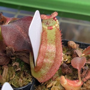 Carnivorous Tropical Pitcher Plant - Nepenthes Hybrid - Nepenthes (Marpesa x clipeata) x (maxima x veitchii) - Highland