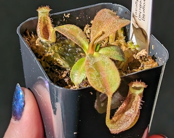 Carnivorous Tropical Pitcher Plant - Nepenthes Hybrid -  [(tiveyi x veitchii) x vogelii] x {[(lowii x veitchii) x boschiana] x burbidgeae}