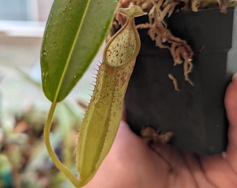 Carnivorous Tropical Pitcher Plant - Nepenthes Hybrid - Leilani Nursery - Fairyland (Clipeata x Sanguinea) - Rare Collector Specimen