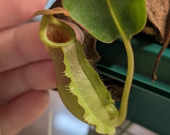 Carnivorous Tropical Pitcher Plant - Nepenthes Hybrid - Nepenthes [(Rokko x boschiana) x veitchii] EP x (Song of Melancholy x boschiana)