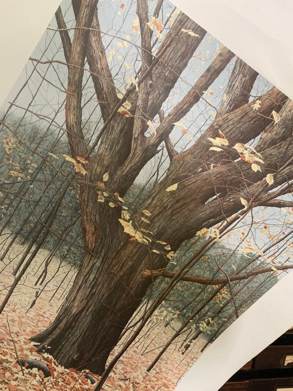 Vintage Print-Old Oak Print by Helen Rundell