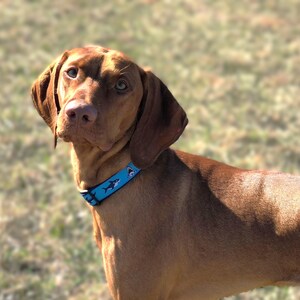May include: A brown dog with a light blue collar featuring a shark pattern. The dog has brown fur, floppy ears, and a focused gaze. The background is blurred, suggesting an outdoor setting.