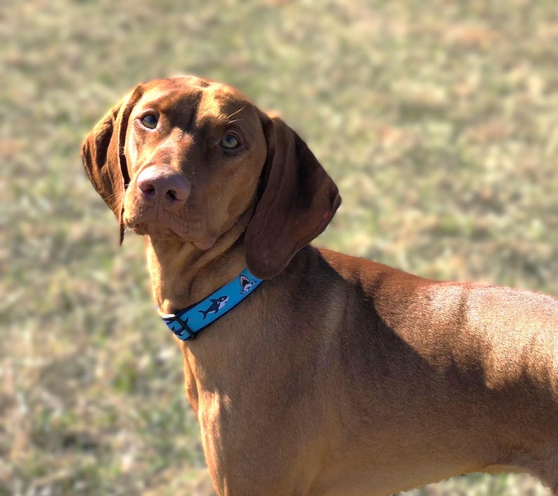 May include: A brown dog with a light blue collar featuring a shark pattern. The dog has brown fur, floppy ears, and a focused gaze. The background is blurred, suggesting an outdoor setting.