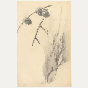 Può includere: Un bozzetto a matita di un tronco d'albero e rami con pigne. Il disegno è in tonalità di grigio e bianco su carta color crema. Il tronco dell'albero è a destra, con i rami e le pigne a sinistra.