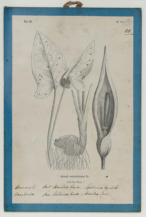 1825年フランスアンティークリトグラフ フランスアンティーク版画 植物