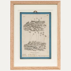 Può includere: Stampa botanica incorniciata con un'illustrazione dettagliata di una pianta, probabilmente muschio o lichene, con sottili steli e piccoli fiori. La stampa è su sfondo blu e incorniciata in legno chiaro.