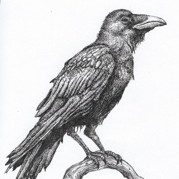 Crow Sicker