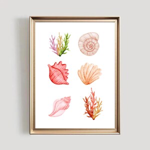 Puede incluir: Una ilustración de acuarela de conchas marinas y coral. La ilustración presenta una variedad de conchas marinas en tonos de rosa y rojo, así como coral en tonos de naranja y amarillo.