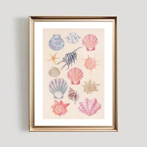 May include: A collection of seashells in various shapes, sizes, and colors, including pink, purple, and blue. The shells are arranged in a decorative pattern on a light beige background.