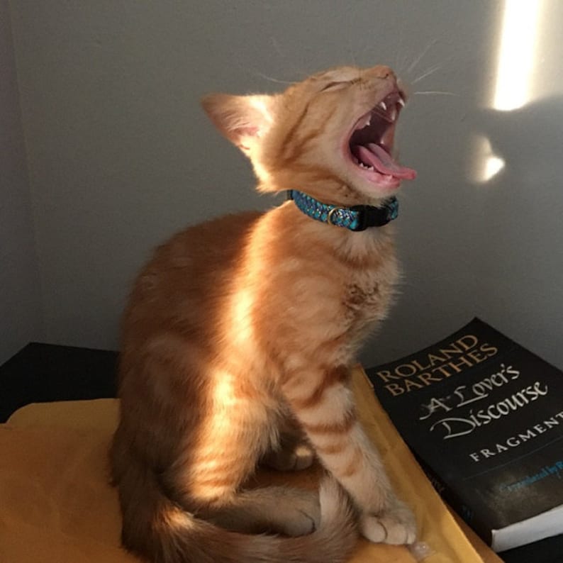 Boy Kitten Collar / Small Cat Collar in Two Tone Blue With Etsy