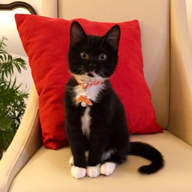 Luxury Cat Collar Breakaway Style in a Braided Ribbon Design Etsy