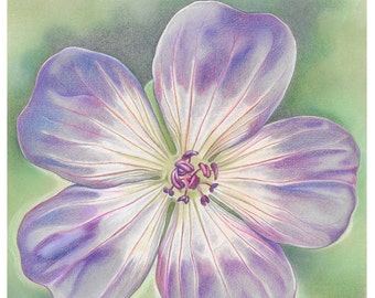 Geranium Flower Greetings Card - "Rozanne Geranium" - purple flower, floral art card, wedding card, thank you card, get well soon