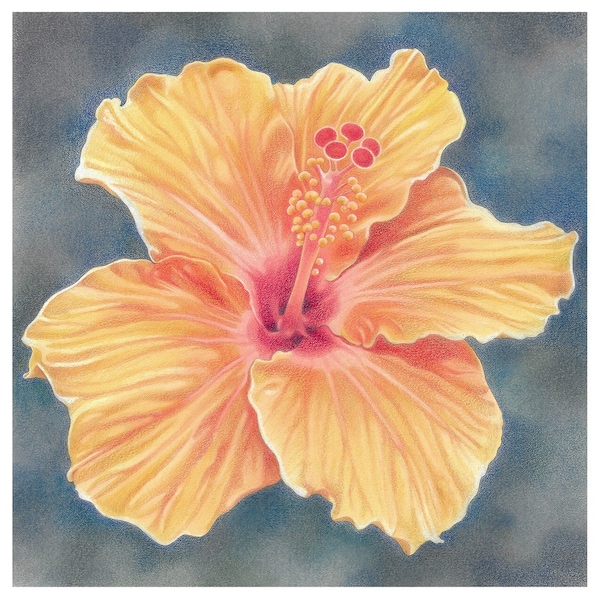 Hibiscus Flower Greetings Card - "Orange Hibiscus" - tropical flower, floral art card, beautiful art card
