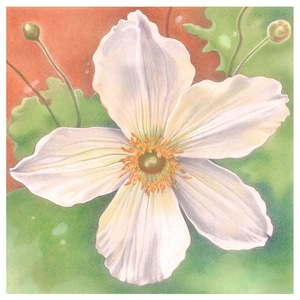 Weiße Blumen Karte - Wilde Schwan Anemone - Muttertagskarte, Osterkarte, Kew Gardens, Dankeskarte, Hochzeitskarte, gute Besserung Karte
