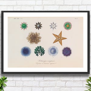 Illustrazione di conchiglie/creature marine di Francois Herincq, stampa giclée o stampa incorniciata, pagina 8 del suo libro 'Traite de Botanique Generale'.