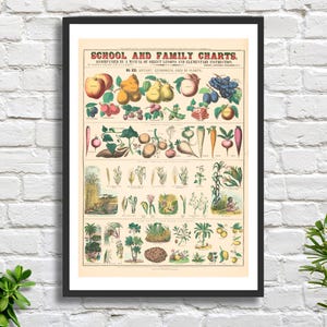 Marcius Willson 'School and Family Charts- No. XXI Botany (Fruit)' amerikanischer Künstler Vintage Poster oder gerahmter Gicléedruck.