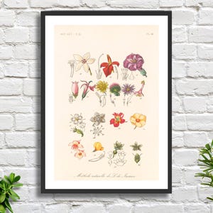 Illustrazione di fiori raffiguranti opere d'arte botanica su parete, dell'artista francese Francois Herincq 'Traite de Botanique Generale' (P95), stampa giclée o stampa incorniciata.