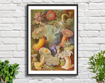 Ernst Haeckel zeeanemonenprint – Vintage mariene biologie kunst aan de muur met kleurrijke oceaandieren