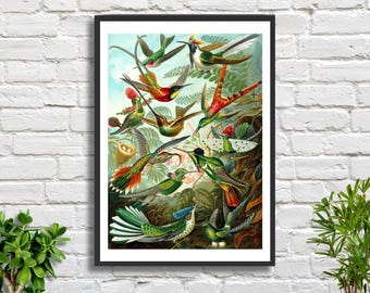 Ernst Haeckel Hummingbird Print: Vintage Tropical Bird Ornithology Wall Art