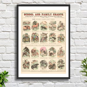 Marcius Willson 'School and Family Charts- No. XV Zoologie (Tiere)' Vintage Poster Giclee Print oder gerahmter Giclee Print des amerikanischen Künstlers.