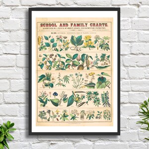 Marcius Willson 'School and Family Charts- No. XXI Botany (Plants)' Vintage Poster Giclée-Druck oder gerahmter Giclée-Druck eines amerikanischen Künstlers.