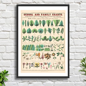 Marcius Willson 'School and Family Charts- No. XIX Botanische Illustration' amerikanischer Künstler Vintage Poster Giclée-Druck / gerahmter Giclée-Druck.