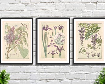 Lilac, Iris & Wisteria: Set of 3 Botanical Floral Prints by Maurice Pillard Verneuil