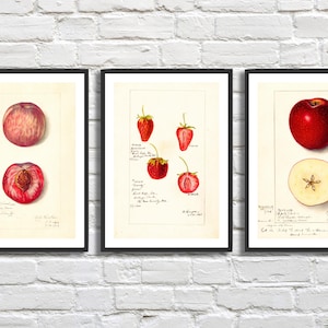 Set di 3 stampe botaniche di frutti rossi. Classiche stampe giclée vintage con prugne, mele e fragole, decorazioni da parete rosse o stampe incorniciate. Regalo ideale.