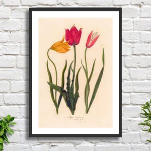 Tulpen Druck 'Tulipa Oculus' italienischer Künstler Gaetano Savi Kunstdruck oder gerahmter Druck.