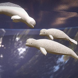 Beluga Baby 3D papercraft. With this purchase you get SVG, PDF digital downloadable files for this DIY whale paper sculpture.