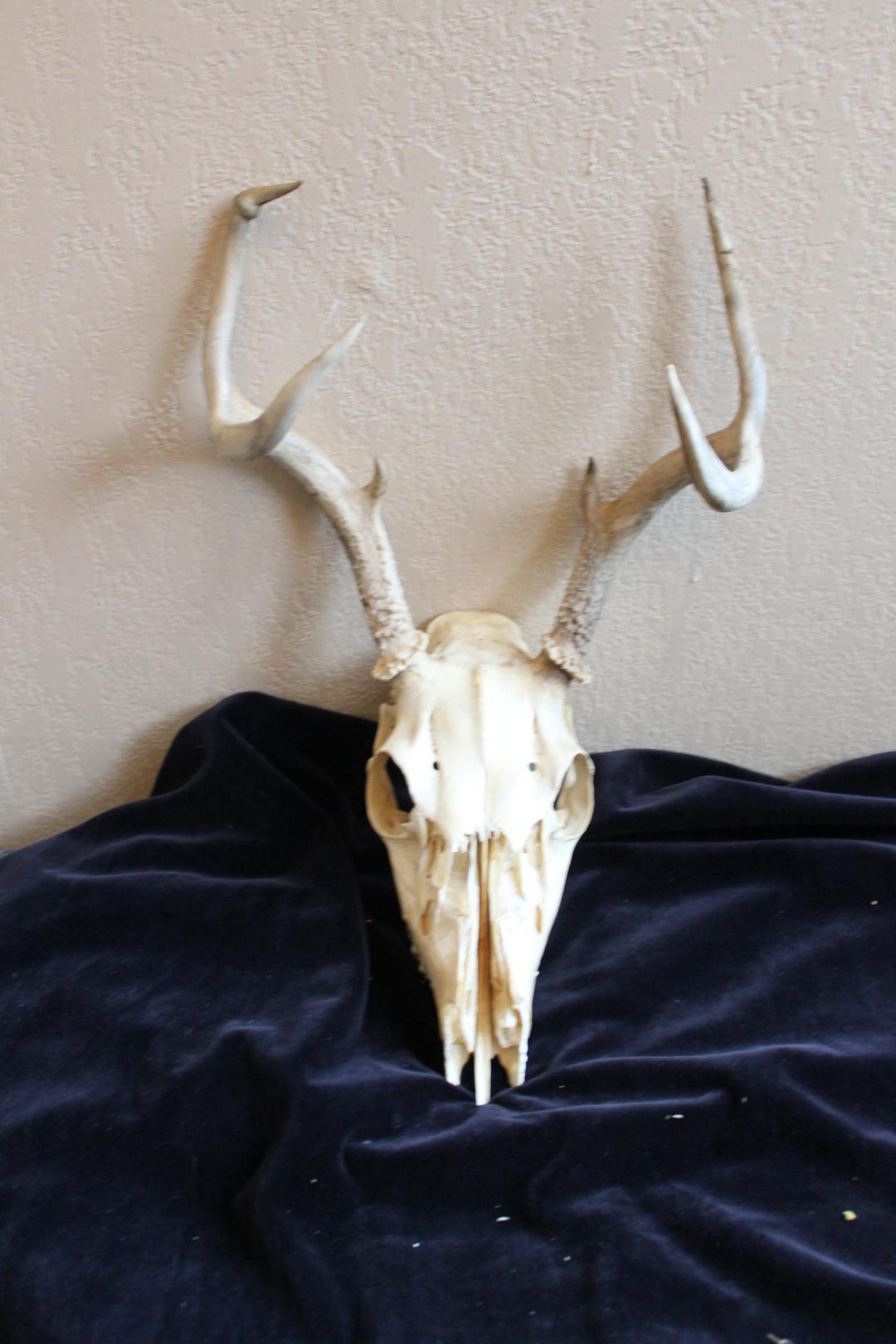 Road Kill Deer Buck Skull European Mount Taxidermy With Antlers - Etsy