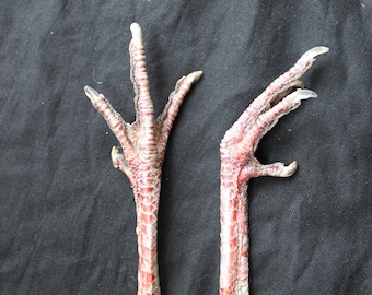 Set of 2 Dried Preserved Wild Turkey Feet Legs Claws Miriam's