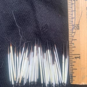 May include: Close-up of a collection of approximately 30 white and black quills, measuring about 1 inch in length, arranged in a row on a black fabric background.