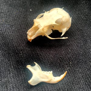Puede incluir: Primer plano de un pequeño cráneo de animal blanco con una mandíbula inferior separada. El cráneo está sobre un fondo de tela negra.