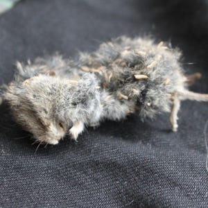 May include: A deceased, small animal, likely a mouse, lies on a dark fabric surface. The animal's fur is primarily gray with some lighter patches, and it has a visible tail. The body is covered in small, light-colored objects.