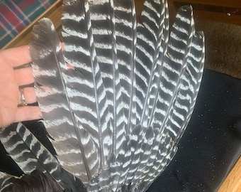 Wild Miriam’s Turkey wing  feathers complete right wing