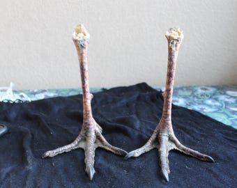 Pair of Standing Matched 2 Dried Preserved Wild Miriam's Turkey Feet Legs Claws