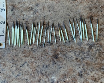 Porcupine quills choose size 25 quill lots