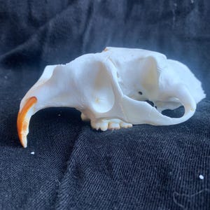 Op de afbeelding: Een witte dieren schedel met een prominente oranje snijtand. De schedel ligt op een zwarte stoffen ondergrond.