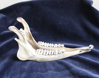 Nature-cleaned Wild Deer Jaw Bones Ethically-harvested with Teeth