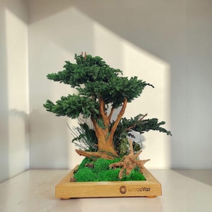 Può includere: Un albero bonsai in miniatura con un vivace fogliame verde e un tronco marrone strutturato. L'albero è in una fioriera rettangolare di legno riempita di muschio verde e piccoli pezzi di legno. La fioriera ha il testo "WoodYar" sul davanti.