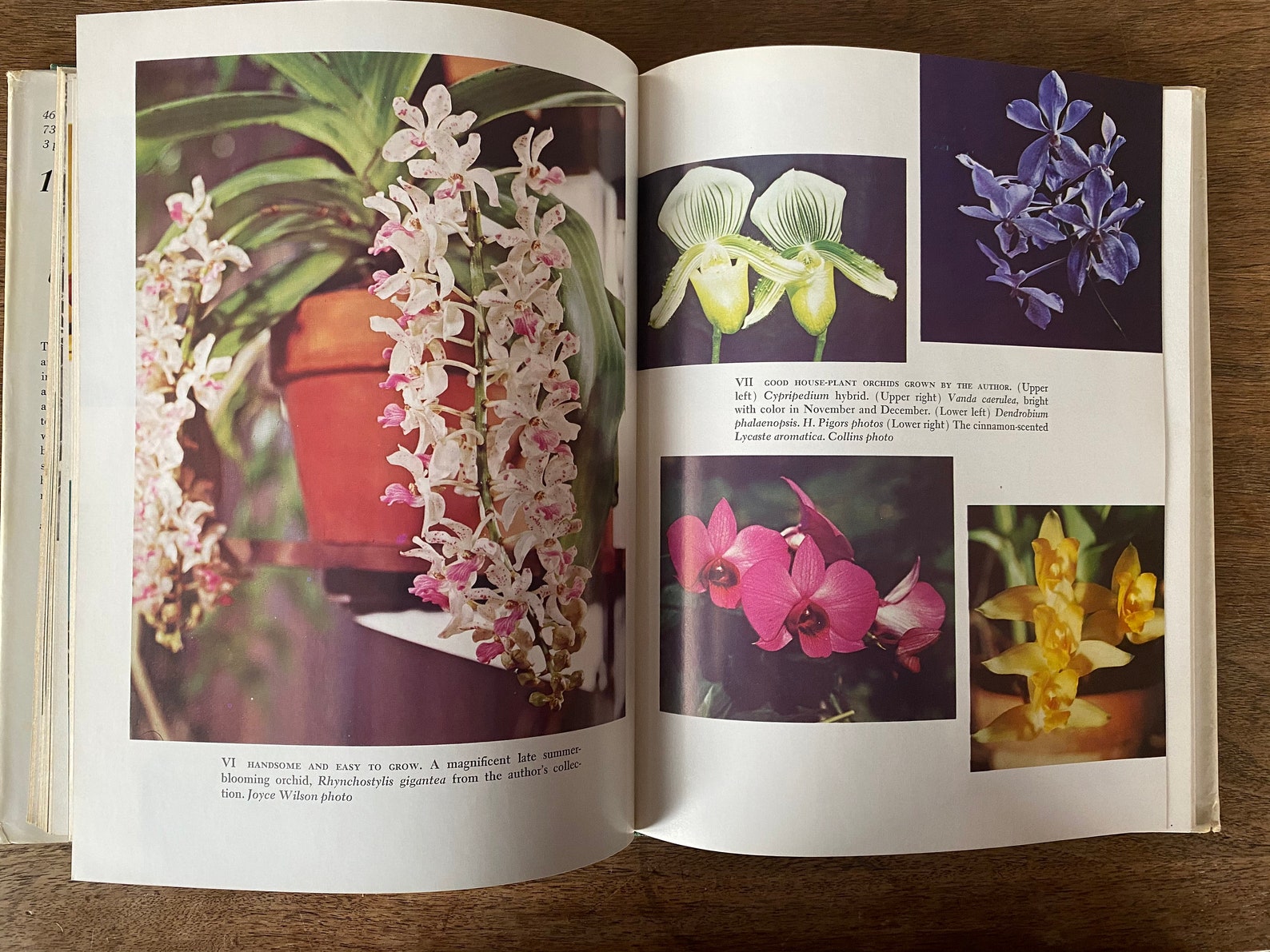 Vintage Plant Book / House Plant Guide / Hardcover Flower Book Etsy
