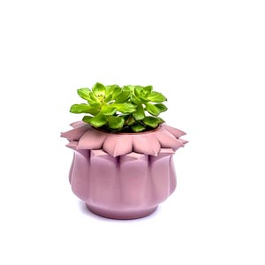 Puede incluir: Una pequeña planta suculenta en una maceta rosa decorativa con un borde festoneado. La maceta está hecha de cerámica y tiene un diseño único y texturizado.